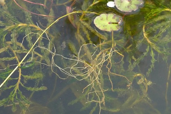 有什么常见的园林植物，包括松树、银杏树、香樟树等品种