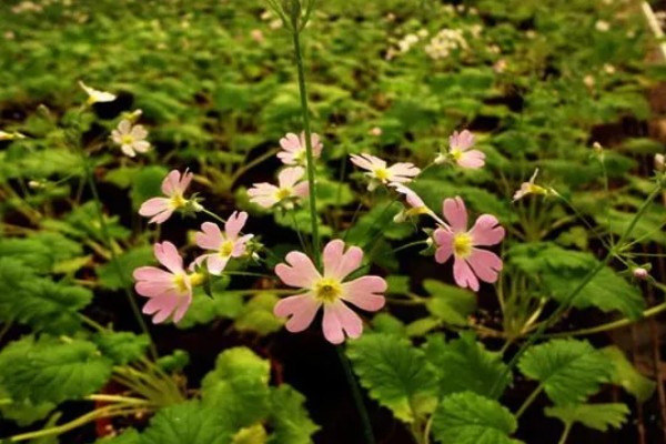 有什么常见的园林植物，包括松树、银杏树、香樟树等品种