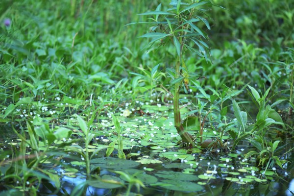 有什么常见的园林植物，包括松树、银杏树、香樟树等品种