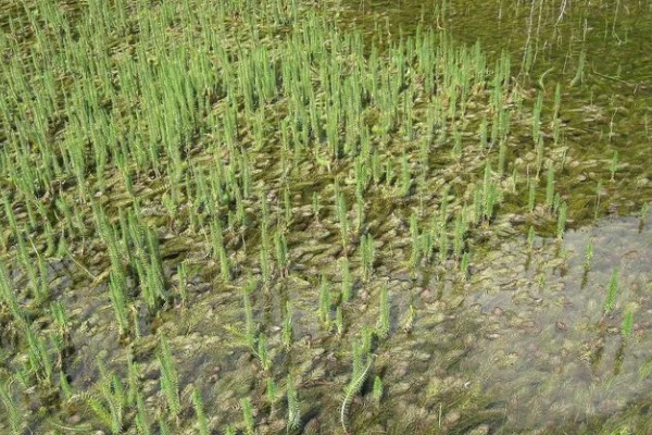 有什么常见的园林植物，包括松树、银杏树、香樟树等品种