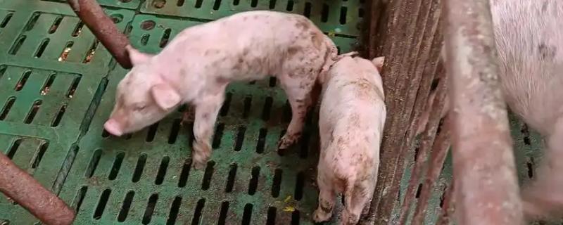 小猪拉稀怎么处理，可肌注或静注喹诺酮类药物