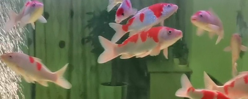 锦鲤跳缸摔伤了怎么办，要及时将其放回鱼缸中