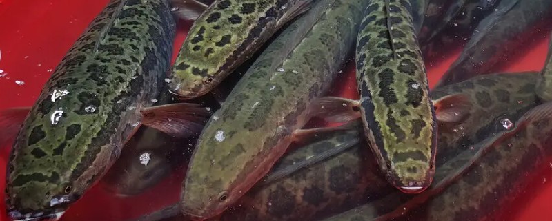 黑鱼养多久才能售卖，经过4-5个月便可上市