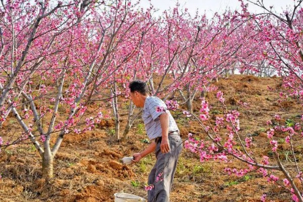桃树硬核期用哪种肥料，氮磷钾复合肥和钙肥均可使用