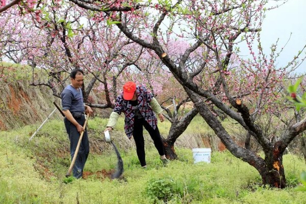 桃树硬核期用哪种肥料，氮磷钾复合肥和钙肥均可使用