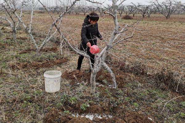 桃树硬核期用哪种肥料，氮磷钾复合肥和钙肥均可使用