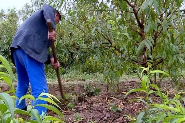 桃树硬核期用哪种肥料，氮磷钾复合肥和钙肥均可使用