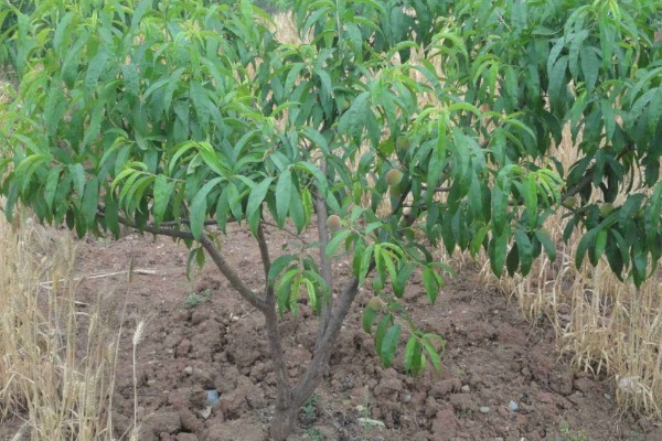 桃树硬核期用哪种肥料，氮磷钾复合肥和钙肥均可使用