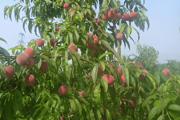 桃树硬核期用哪种肥料，氮磷钾复合肥和钙肥均可使用