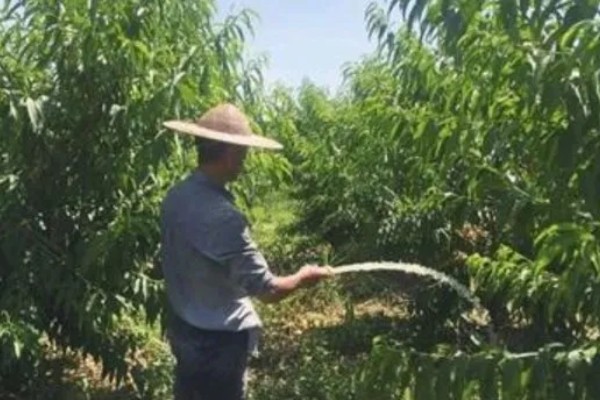 桃树硬核期用哪种肥料，氮磷钾复合肥和钙肥均可使用