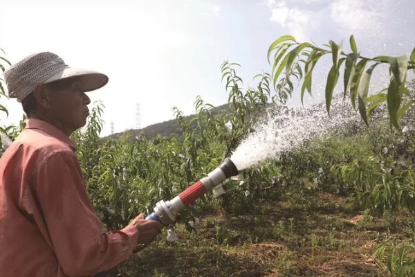 桃树硬核期用哪种肥料，氮磷钾复合肥和钙肥均可使用