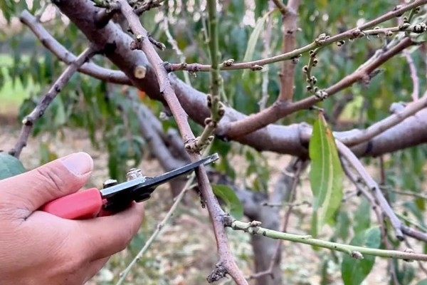 桃树硬核期用哪种肥料，氮磷钾复合肥和钙肥均可使用
