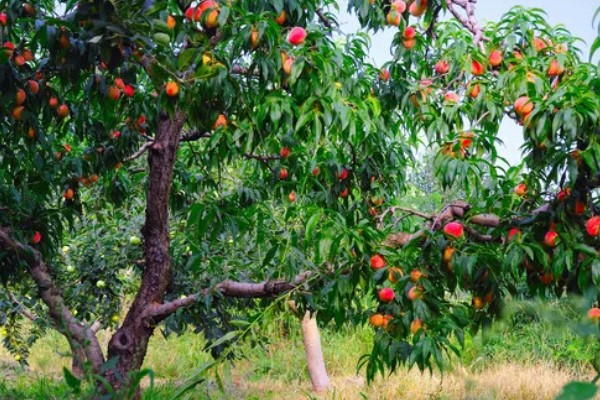 桃树硬核期用哪种肥料，氮磷钾复合肥和钙肥均可使用