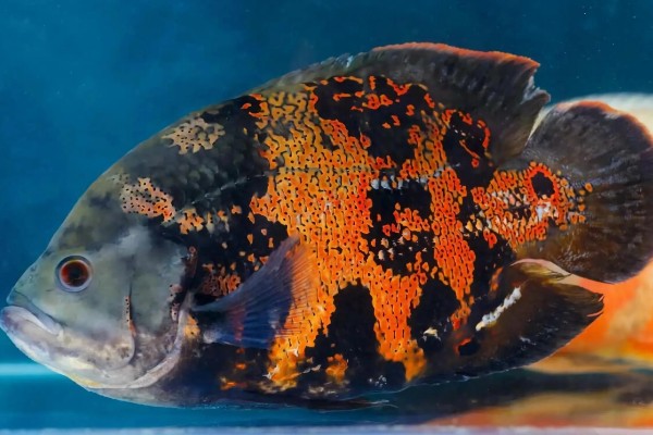 地图鱼不吃颗粒鱼食的原因,受到惊吓、发生疾病等均有可能