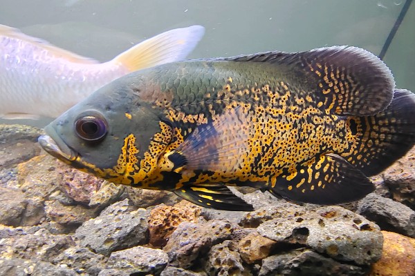 地图鱼不吃颗粒鱼食的原因,受到惊吓、发生疾病等均有可能