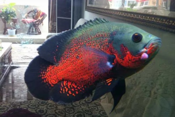 地图鱼不吃颗粒鱼食的原因,受到惊吓、发生疾病等均有可能