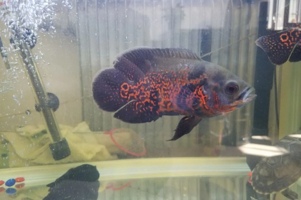 地图鱼不吃颗粒鱼食的原因,受到惊吓、发生疾病等均有可能