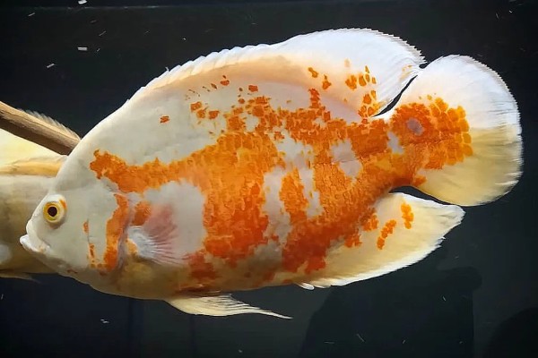 地图鱼不吃颗粒鱼食的原因,受到惊吓、发生疾病等均有可能