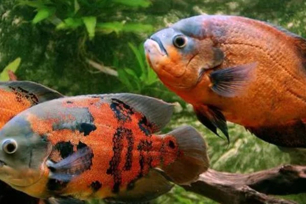 地图鱼不吃颗粒鱼食的原因,受到惊吓、发生疾病等均有可能