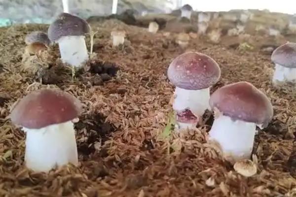 松茸菌如何种植,要及时浇水保持培养基湿润