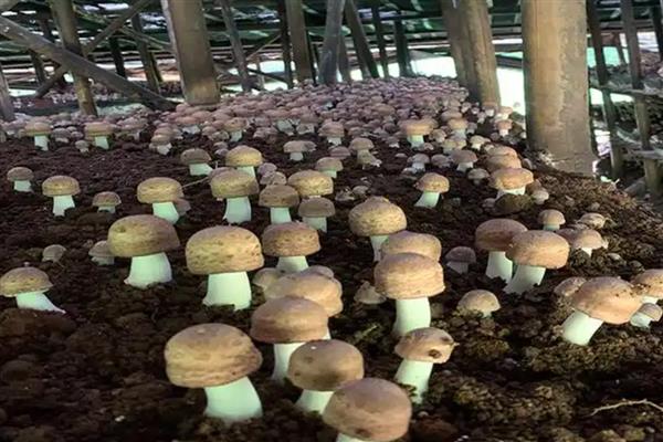 松茸菌如何种植,要及时浇水保持培养基湿润