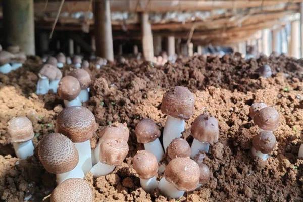 松茸菌如何种植,要及时浇水保持培养基湿润