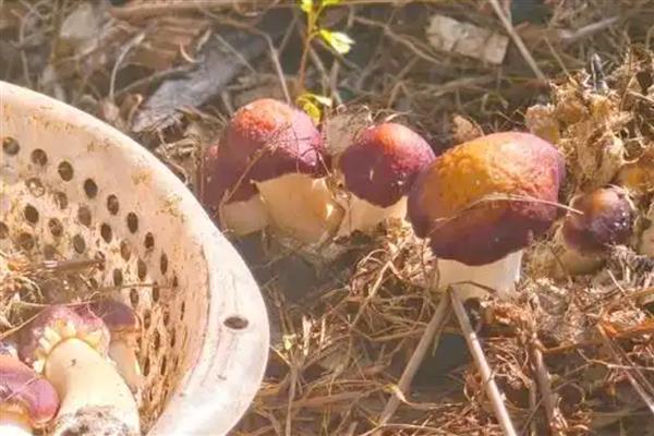 松茸菌如何种植,要及时浇水保持培养基湿润