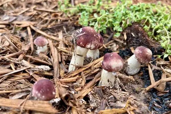 松茸菌如何种植,要及时浇水保持培养基湿润