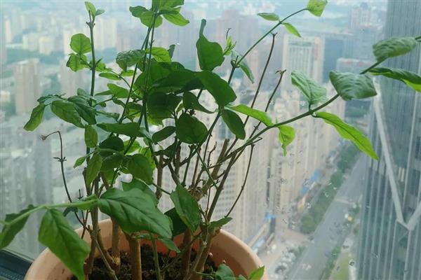 移栽茉莉要注意什么，在春秋季节移栽可提高成活率