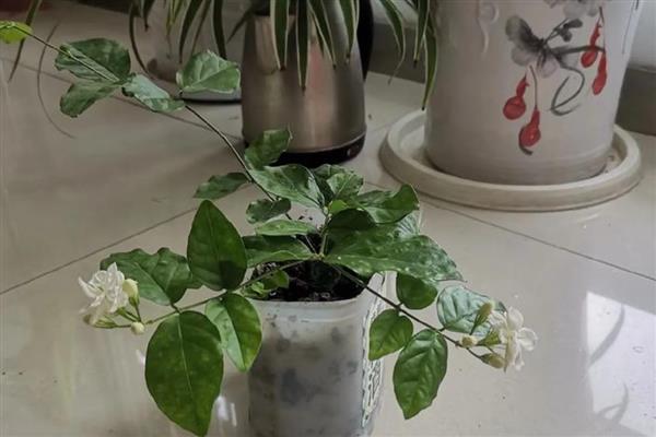 移栽茉莉要注意什么，在春秋季节移栽可提高成活率