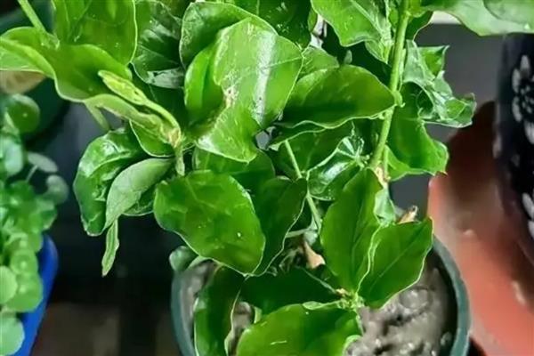 移栽茉莉要注意什么，在春秋季节移栽可提高成活率