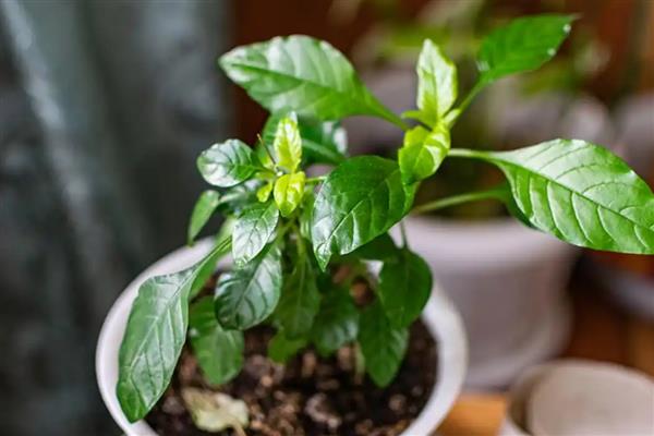 移栽茉莉要注意什么，在春秋季节移栽可提高成活率