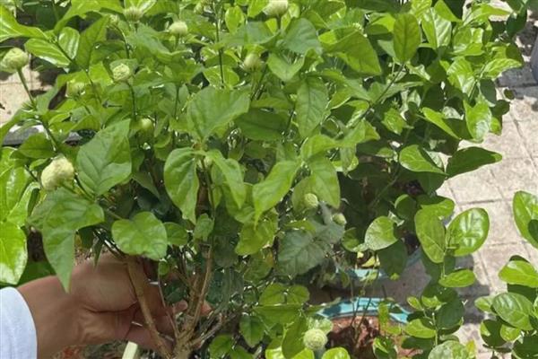移栽茉莉要注意什么，在春秋季节移栽可提高成活率