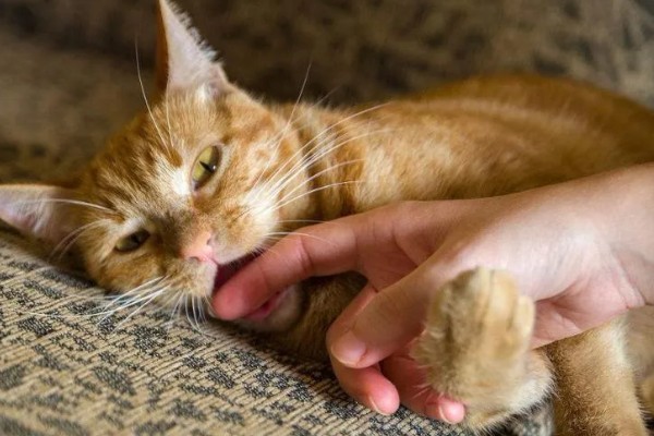 小猫爱咬人如何处理,因心情差、贪玩而咬人可为它提供玩具