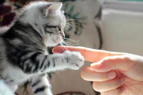 小猫爱咬人如何处理,因心情差、贪玩而咬人可为它提供玩具