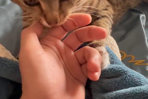 小猫爱咬人如何处理,因心情差、贪玩而咬人可为它提供玩具