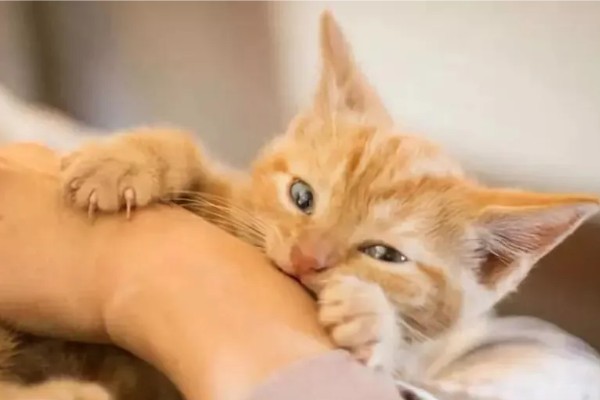 小猫爱咬人如何处理,因心情差、贪玩而咬人可为它提供玩具