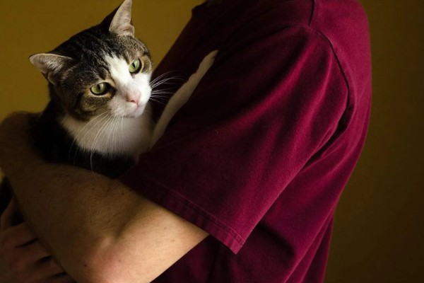 小猫爱咬人如何处理,因心情差、贪玩而咬人可为它提供玩具