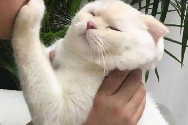 小猫爱咬人如何处理,因心情差、贪玩而咬人可为它提供玩具