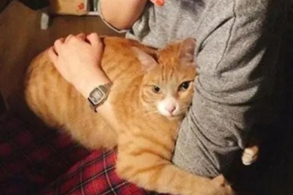 小猫爱咬人如何处理,因心情差、贪玩而咬人可为它提供玩具