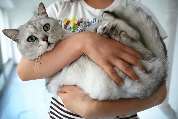 小猫爱咬人如何处理,因心情差、贪玩而咬人可为它提供玩具