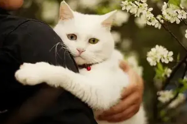 小猫爱咬人如何处理,因心情差、贪玩而咬人可为它提供玩具