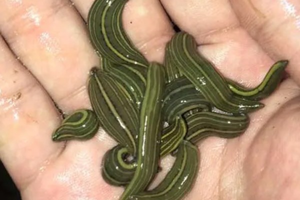 水蛭的生长周期,生长周期一般为一年半