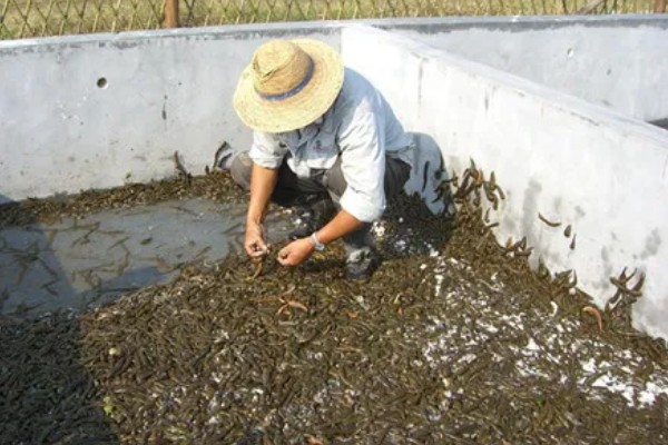 水蛭的生长周期,生长周期一般为一年半