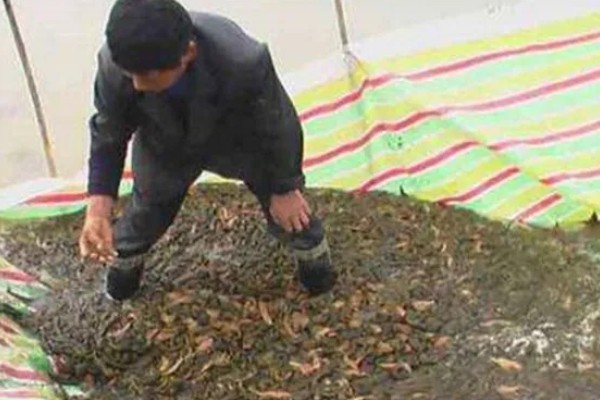 水蛭的生长周期,生长周期一般为一年半