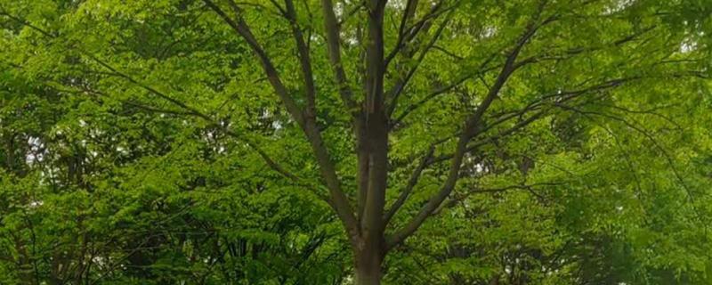 榉树防治虫害的方式，针对不同虫害的方式不同