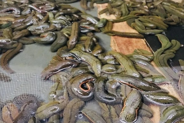 水蛭的生长周期,生长周期一般为一年半