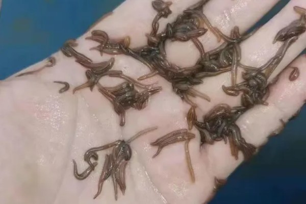 水蛭的生长周期,生长周期一般为一年半