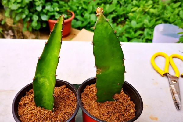 如何种植火龙果，可以扦插也可播种