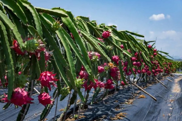 如何种植火龙果，可以扦插也可播种